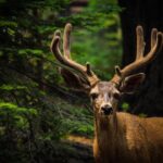 Uncovering the Difference: Typical vs Non Typical Deer