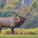 The Best Elk Calls: A Comprehensive Guide for Hunters