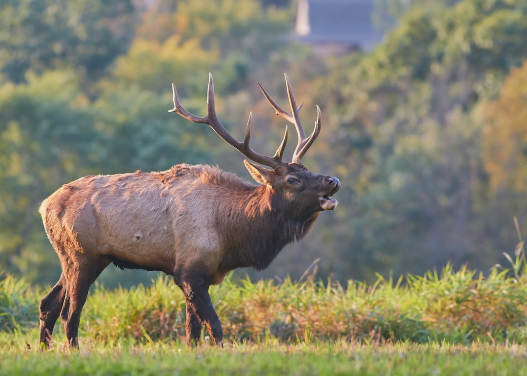 The Best Elk Calls: A Comprehensive Guide for Hunters