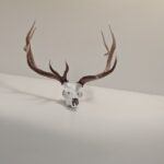Elk Mounts: Tips & Tricks to Display Your Trophy