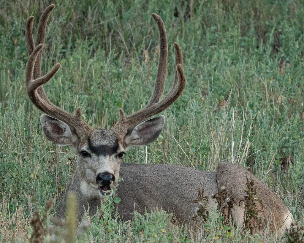 Preserve Your Trophy: How to Keep Velvet on Antlers