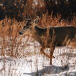 Master the Art of Tracking: What Do Deer Tracks Look Like?
