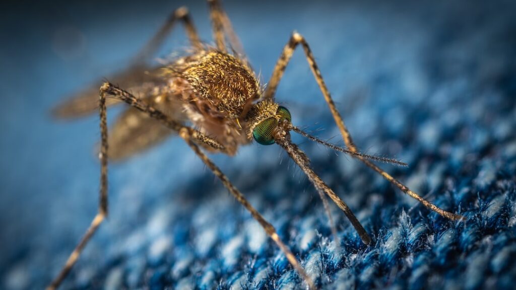 The Weird Truth About Mosquito Repellent: What You Should Know