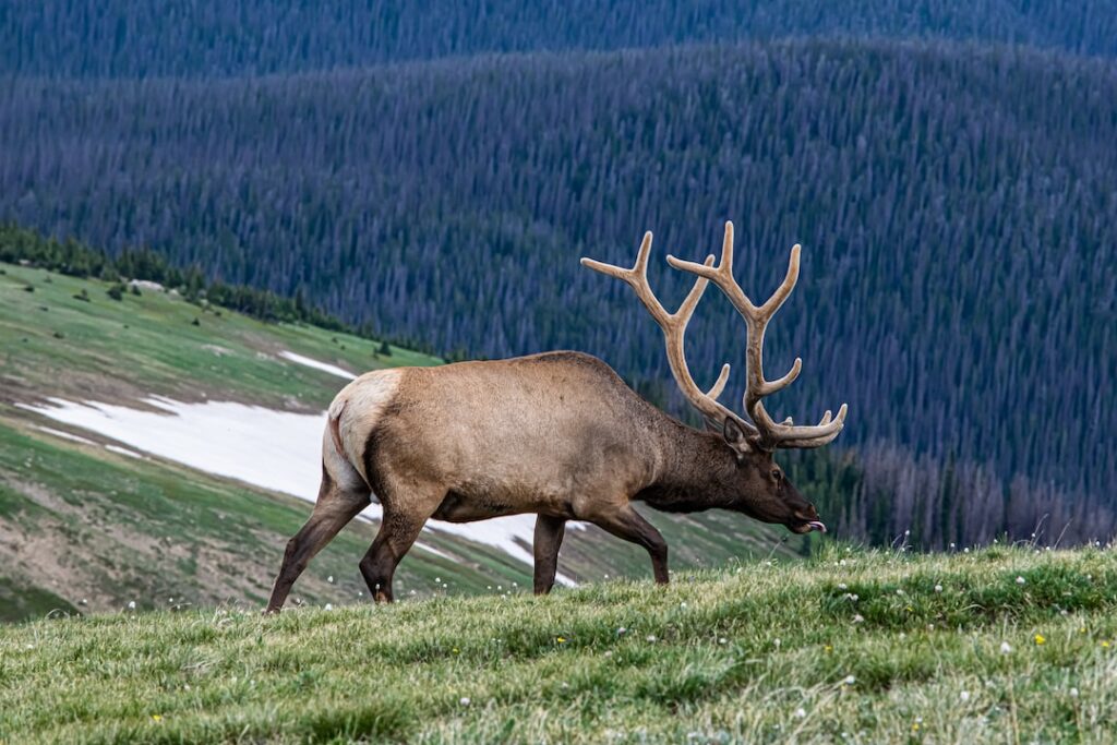 Food for Thought: What Do Elk Eat and Why?