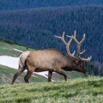 Food for Thought: What Do Elk Eat and Why?