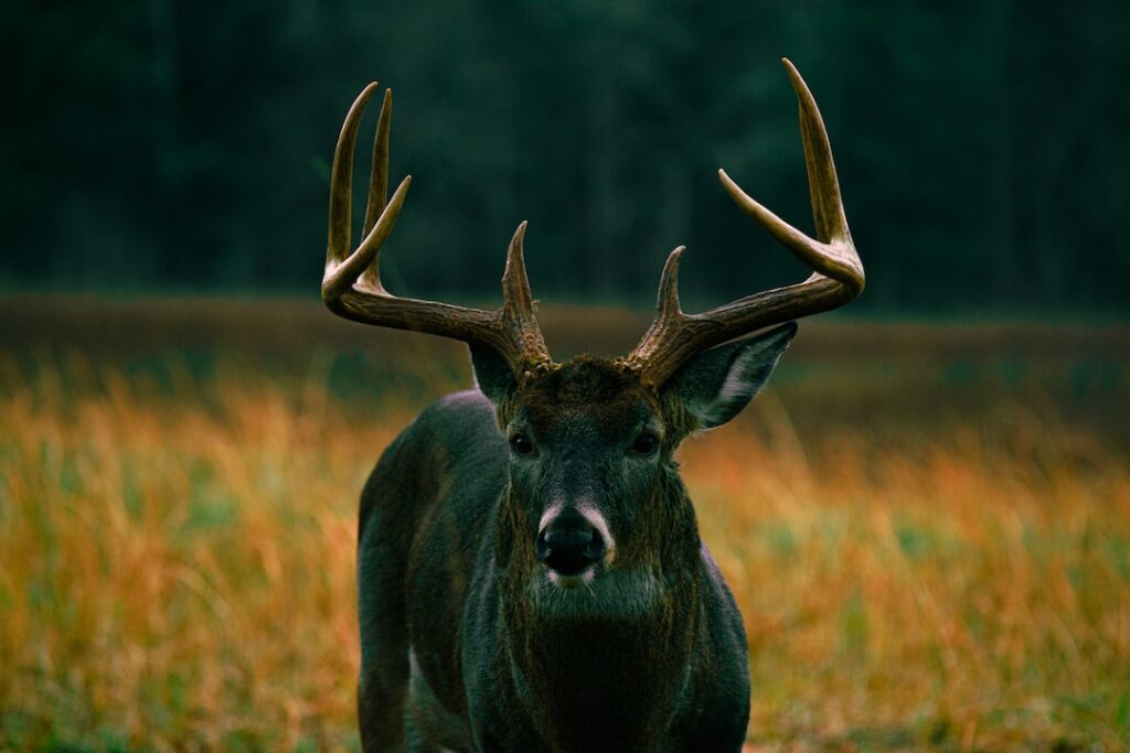 Deer Hunting Tips: A Guide for Hunters of All Skill Levels