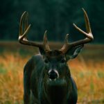 Deer Hunting Tips: A Guide for Hunters of All Skill Levels