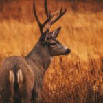 The Best Deer Skinning Knifes for Your Next Hunt