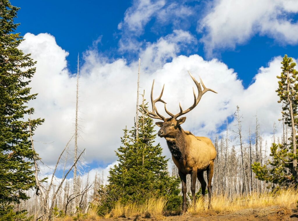 All About Elk Wallows: What You Need to Know