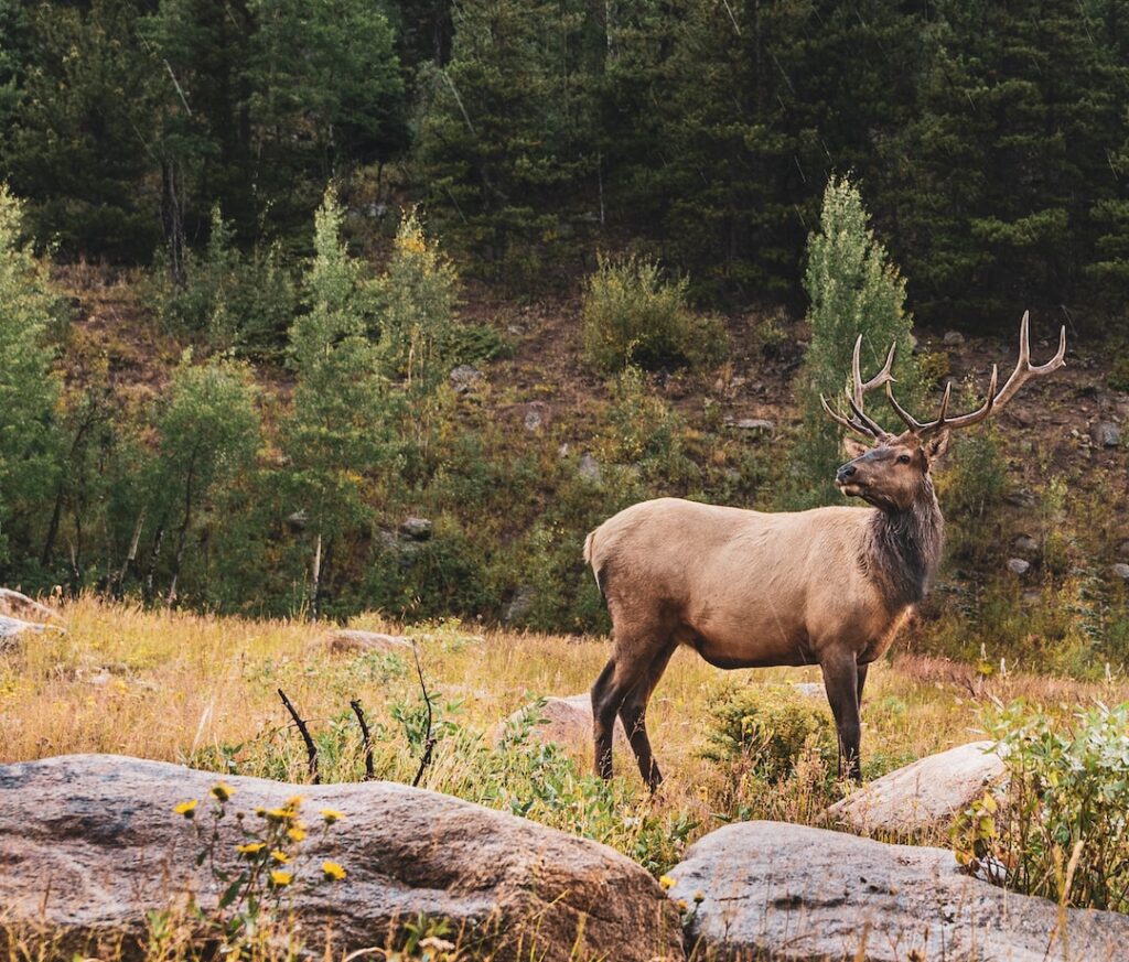 The Best Caliber for Elk Hunting: What You Need to Know