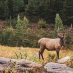 The Best Caliber for Elk Hunting: What You Need to Know