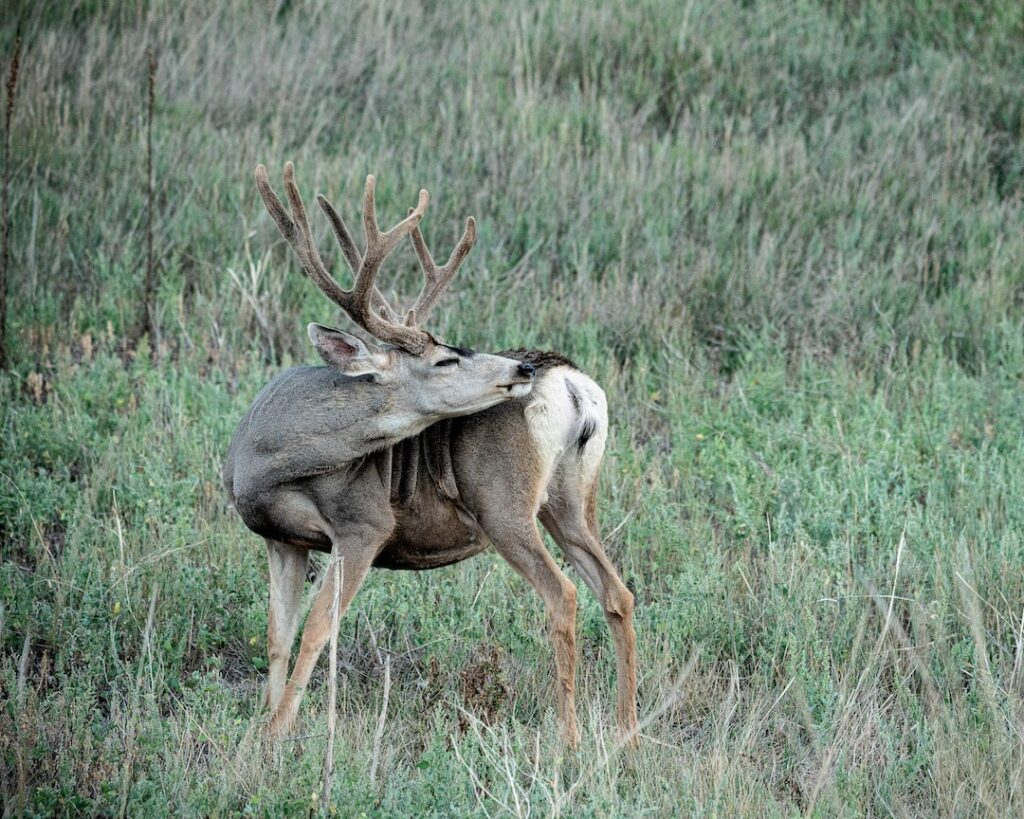 Buck Down: The Best Caliber for Deer Hunting
