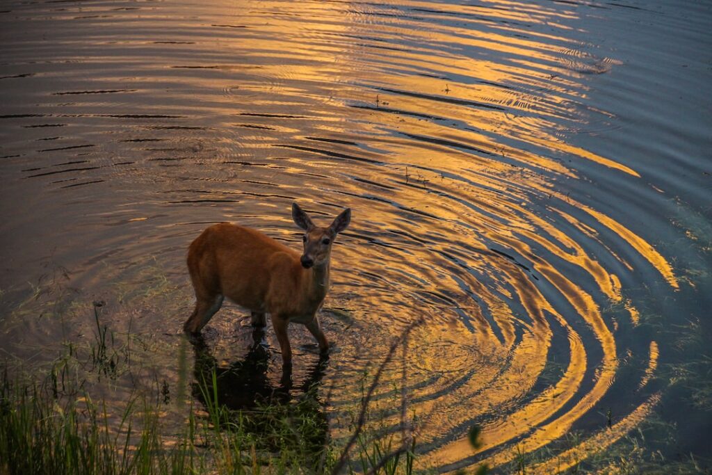 Can Deer Swim? Uncover the Surprising Truth