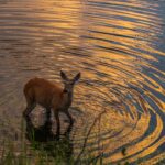 Can Deer Swim? Uncover the Surprising Truth
