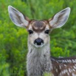 Are Deer Nocturnal? Learn the Real Truth