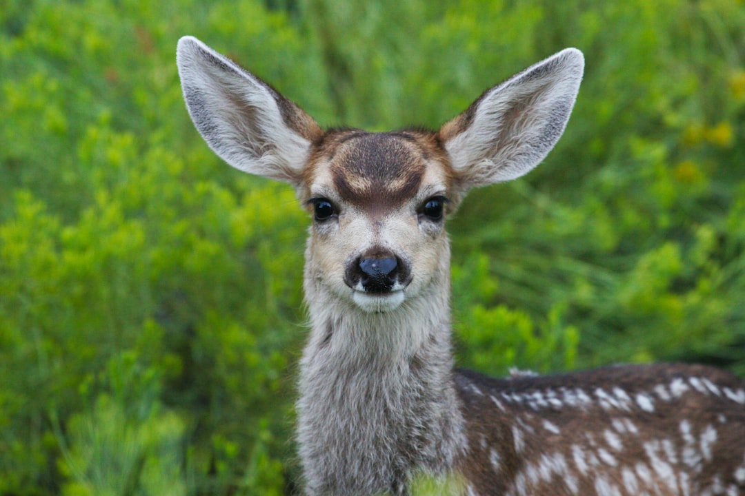 Can Deer Smell Your Clothes? Discover the Truth!