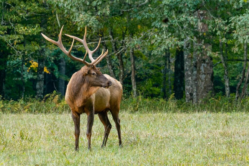 Elk Hunting Tips: Take Your Hunt to the Next Level
