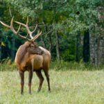 Elk Hunting Tips: Take Your Hunt to the Next Level